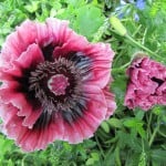 Mohn – Nutz- und Heilpflanze