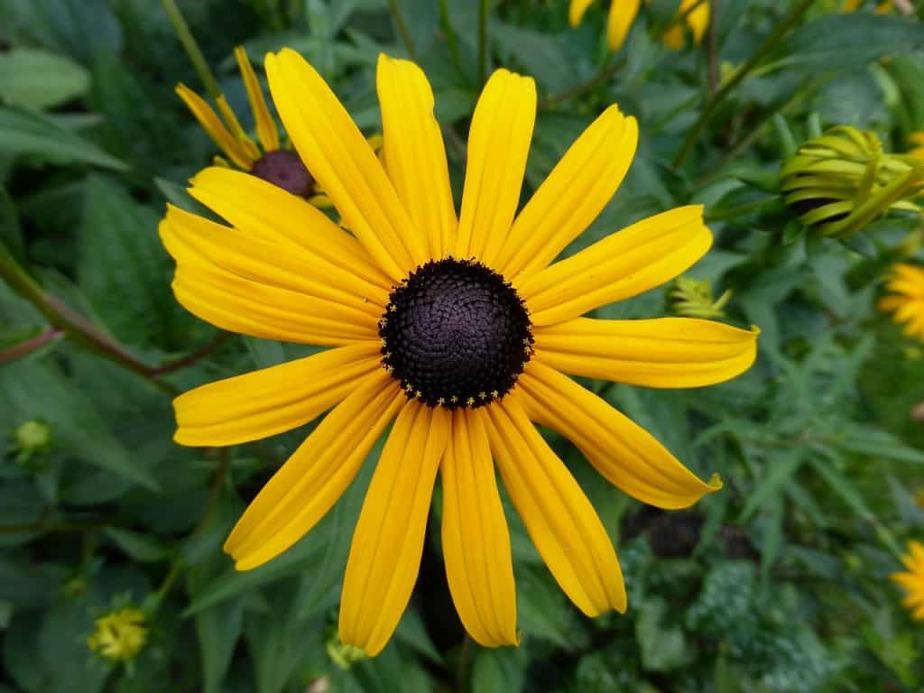 Rudbeckia – der gelbe Sonnenhut - nachgeharkt
