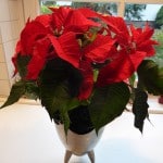 Weihnachtssterne – die farbenfrohen Poinsettien