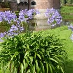 Agapanthus oder Schmucklilie – die blaue Blume Südafrikas