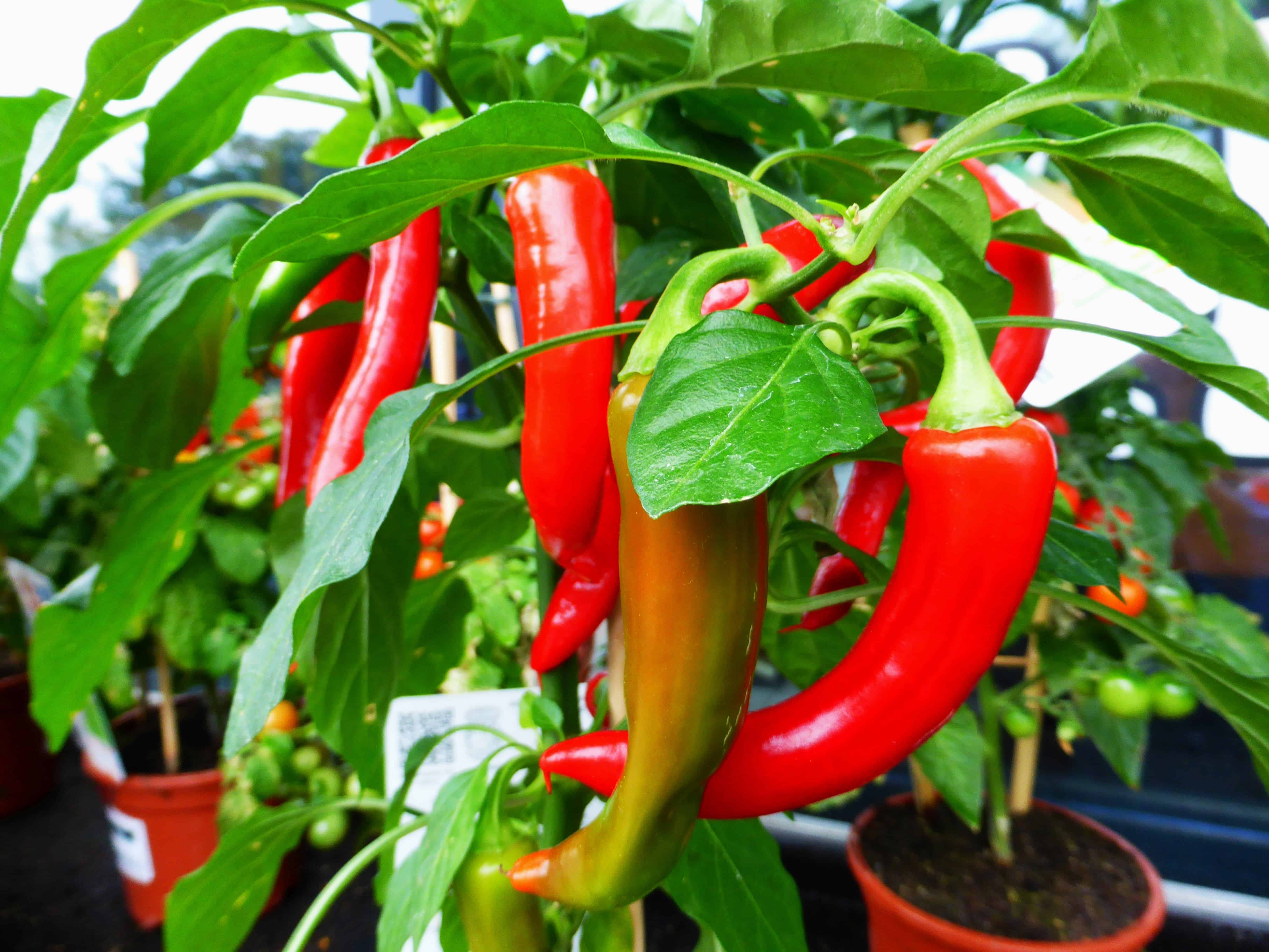 Chili und Peperoni, die scharfen Früchtchen nachgeharkt Chili und Peperoni, die scharfen Früchtchen nachgeharkt