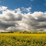 Rapsfelder erstrahlen in leuchtendem Gelb