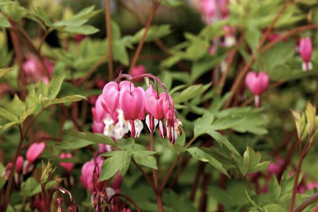 Tränendes Herz ausdauernd und robust nachgeharkt