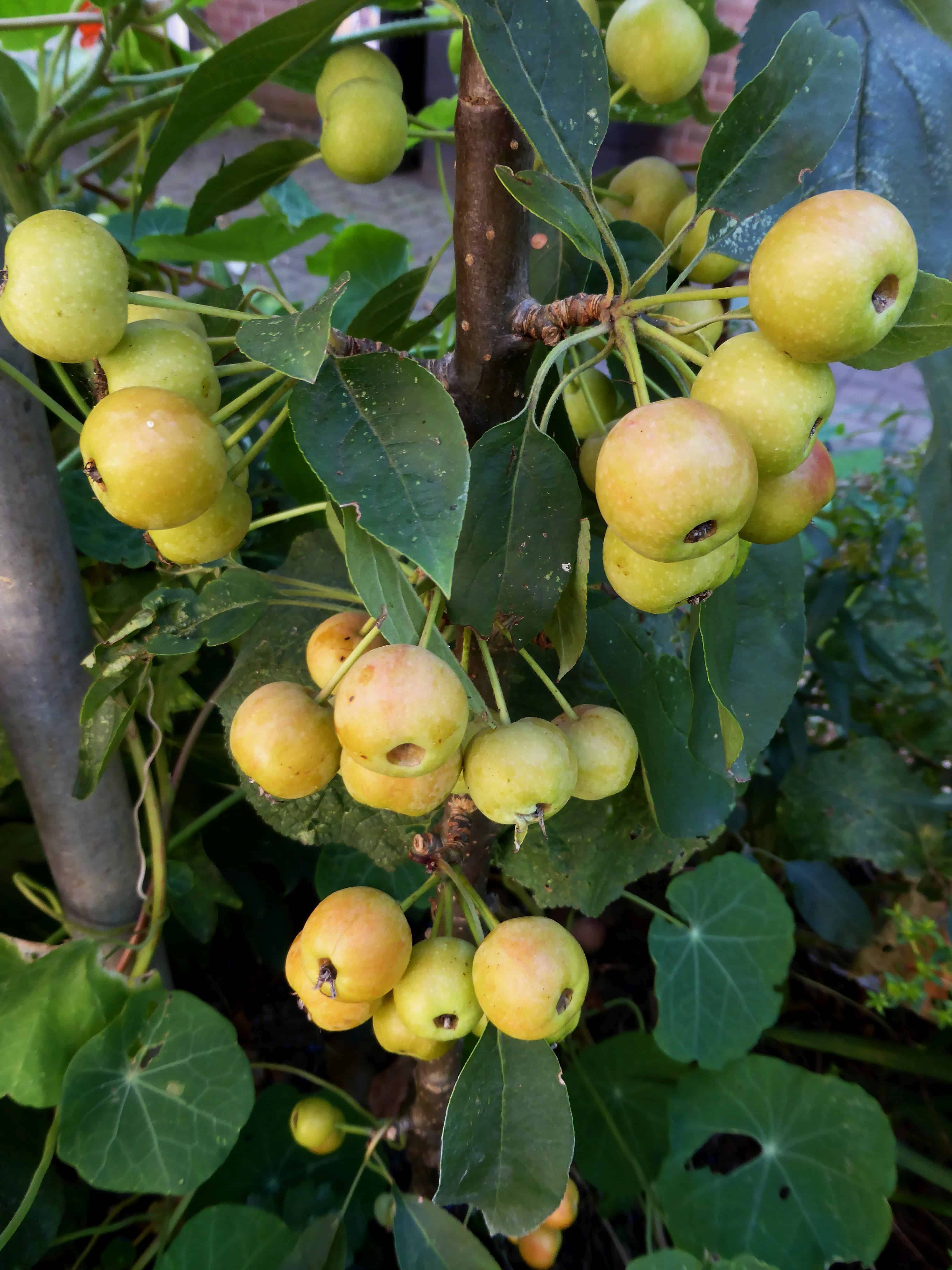 Read more about the article Malerische Zieräpfel – ein tolles Ziergehölz