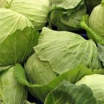 Der Weißkohl  – schmackhaft und gesund