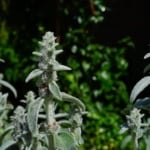 Der vielseitige Ziest ist auch als Stachys bekannt