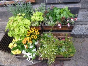 Mobiles Gärtnern in Kisten auf wenig Raum - nachgeharkt