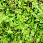 Vogelmiere – ein Unkraut oder ein Würzkraut