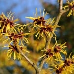 Der Garten im Winter – was blüht und was man ernten kann