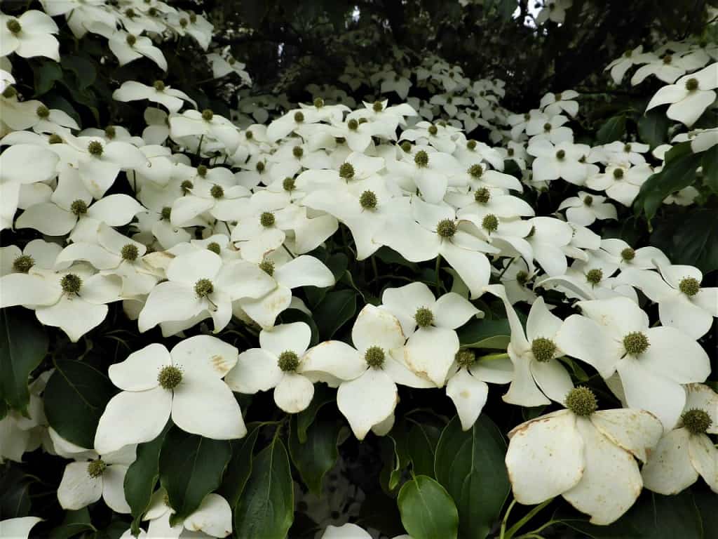 Blumen-Hartriegel
