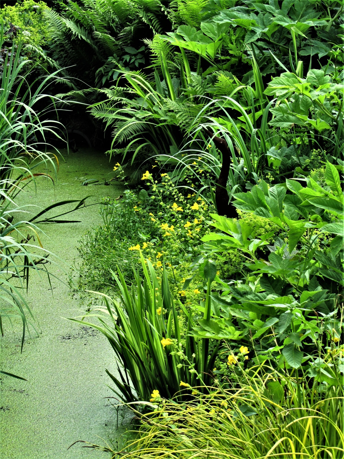 Spannende Pflanzen Am Wasser Ebenbild
