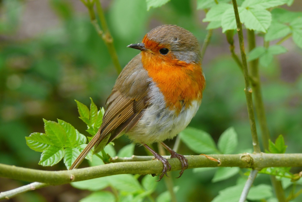 Rotkehlchen richtig füttern - nachgeharkt
