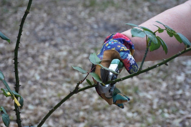 Das kann man tun, wenn die Rosen nicht blühen - nachgeharkt